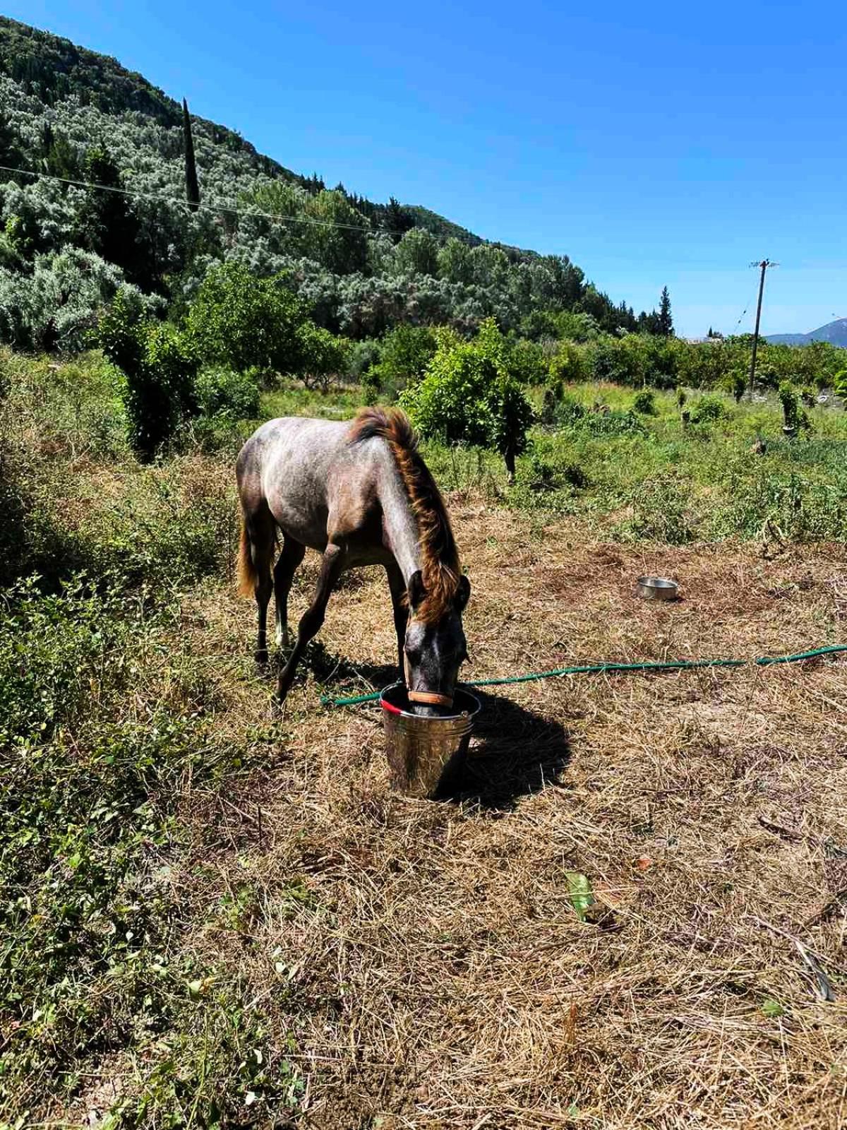 Lily Home_Lefkada ~ Private Country House Kondaraíni 외부 사진